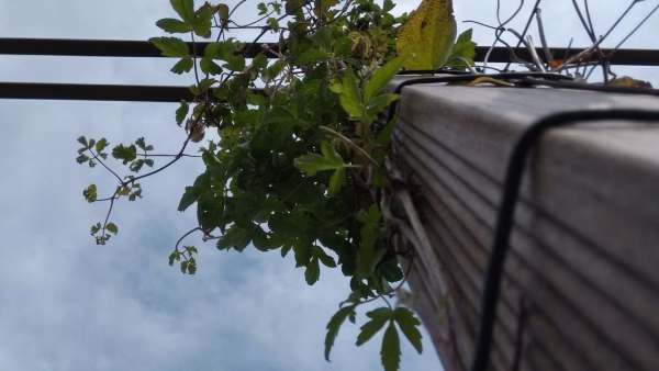 IMAG4223-20170903-152907561